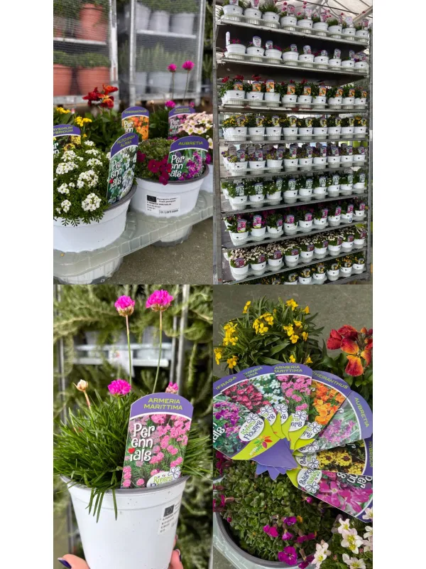 Perenni mix 14 V. 14 cm - Riviera Quality Società Agricola Cooperativa