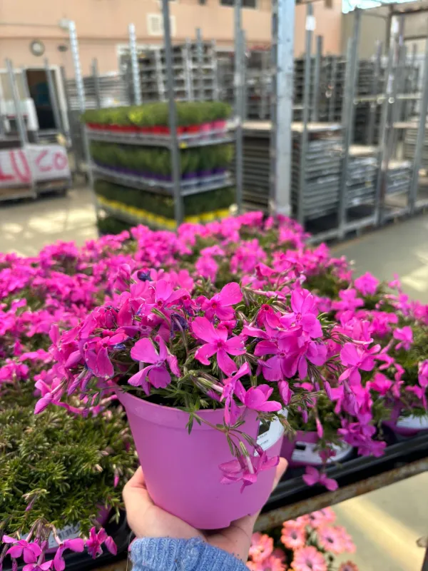 Phlox 14 V. 14 cm - Riviera Quality Società Agricola Cooperativa