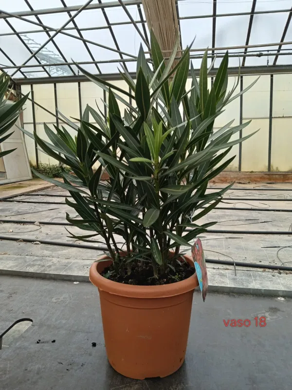 Oleandro 18 V. 18 cm - Riviera Quality Società Agricola Cooperativa