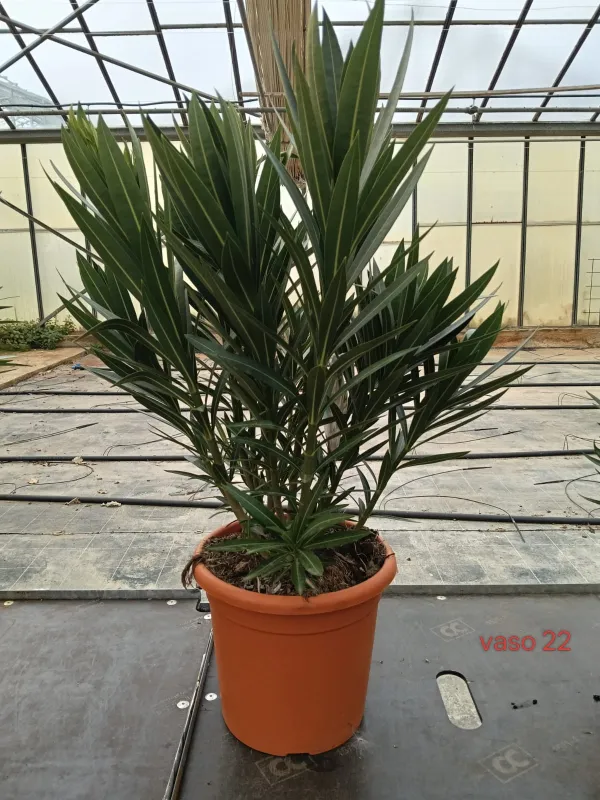 Oleandro 22 V. 22 cm - Riviera Quality Società Agricola Cooperativa