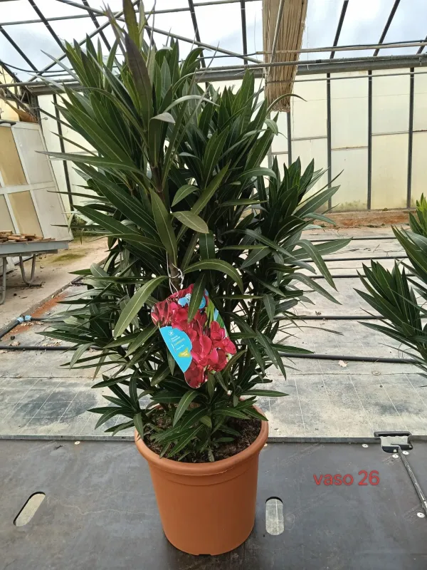 Oleandro 26/27 V. 26 cm - Riviera Quality Società Agricola Cooperativa