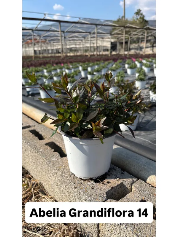 Abelia grandiflora 15 V. 15 cm - Riviera Quality Società Agricola Cooperativa