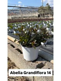Abelia grandiflora 15 V. 15 cm - Riviera Quality Società Agricola Cooperativa