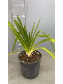 Agapanthus africanus 16 V. 16 cm - Riviera Quality Società Agricola Cooperativa