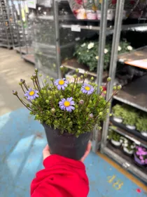 Agathea 14 V. 14 cm - Riviera Quality Società Agricola Cooperativa