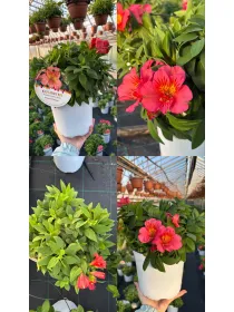 Alstroemeria 18 V. 18 cm - Riviera Quality Società Agricola Cooperativa