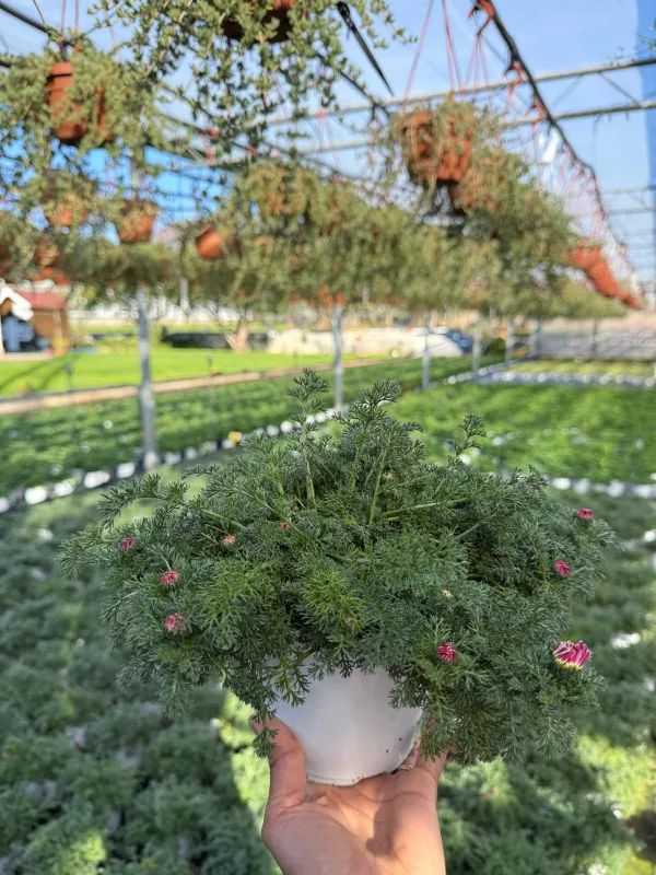 Anacylus depressus 14 V. 14 cm - Riviera Quality Società Agricola Cooperativa