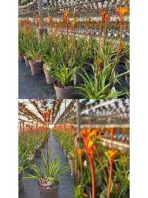 Anigozanthos "zampe di canguro" 18 V. 18 cm - Riviera Quality Società Agricola Cooperativa