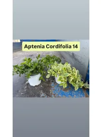 Aptenia cordifolia 14 V. 14 cm - Riviera Quality Società Agricola Cooperativa