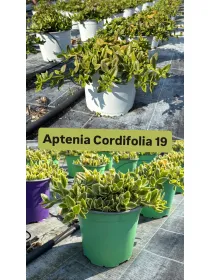 Aptenia cordifolia 18 V. 18 cm - Riviera Quality Società Agricola Cooperativa