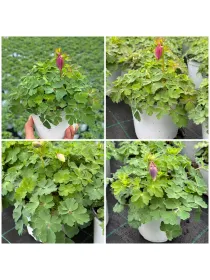 Aquilegia 14 V. 14 cm - Riviera Quality Società Agricola Cooperativa