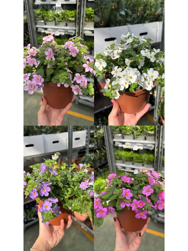 Bacopa 14 V. 14 cm - Riviera Quality Società Agricola Cooperativa