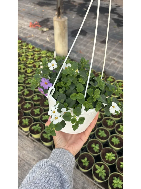 Bacopa bsk 16 V. 16 cm - Riviera Quality Società Agricola Cooperativa