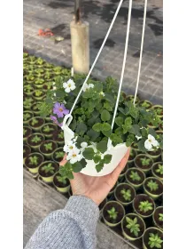 Bacopa bsk 16 V. 16 cm - Riviera Quality Società Agricola Cooperativa