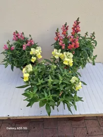 Bocca di leone 14 V. 14 cm - Riviera Quality Società Agricola Cooperativa