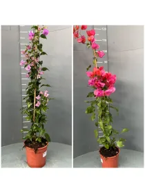 Bougainvillea canna 16/17 V. 17 cm - Riviera Quality Società Agricola Cooperativa