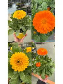 Calendula 14 V. 14 cm - Riviera Quality Società Agricola Cooperativa