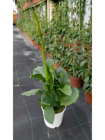 Calla 15 V. 14 cm - Riviera Quality Società Agricola Cooperativa