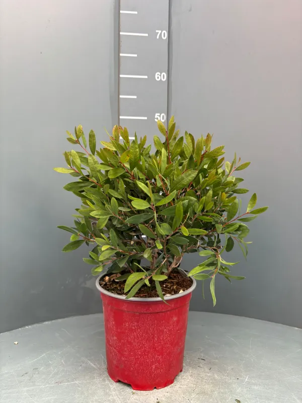 Callistemon 18 V. 18 cm - Riviera Quality Società Agricola Cooperativa