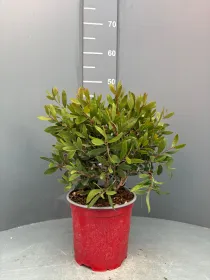 Callistemon 18 V. 18 cm - Riviera Quality Società Agricola Cooperativa