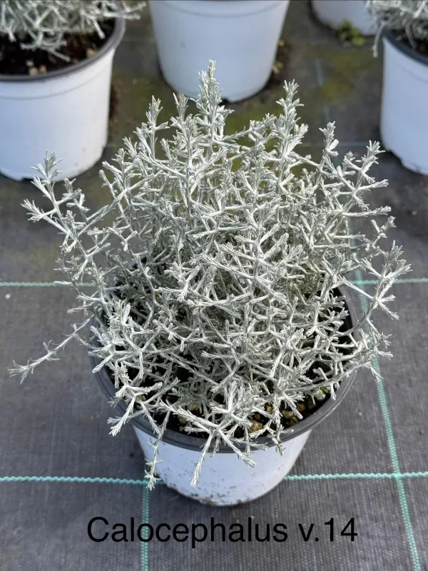 Calocephalus 14 V. 14 cm - Riviera Quality Società Agricola Cooperativa