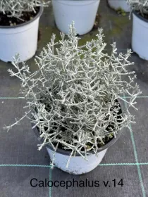 Calocephalus 14 V. 14 cm - Riviera Quality Società Agricola Cooperativa