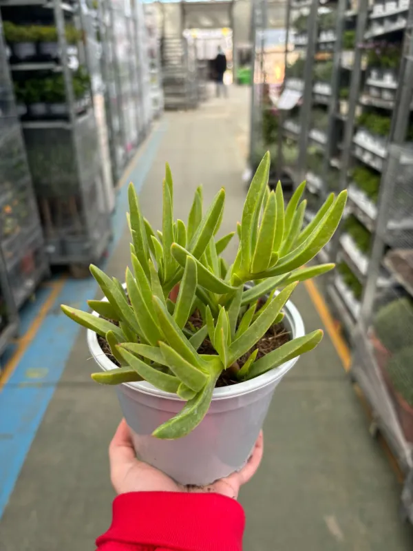 Carpobrotus 14 V. 14 cm - Riviera Quality Società Agricola Cooperativa