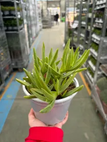 Carpobrotus 14 V. 14 cm - Riviera Quality Società Agricola Cooperativa