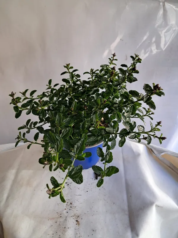 Ceanothus 14 V. 14 cm - Riviera Quality Società Agricola Cooperativa