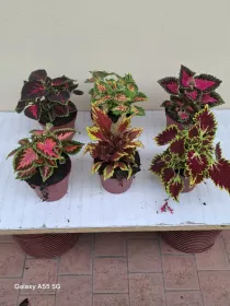 Coleus blumei 14 V. 14 cm - Riviera Quality Società Agricola Cooperativa