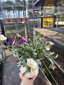 Convolvolus cneorum 14 V. 14 cm - Riviera Quality Società Agricola Cooperativa