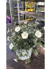 Convolvolus cneorum 18 V. 18 cm - Riviera Quality Società Agricola Cooperativa