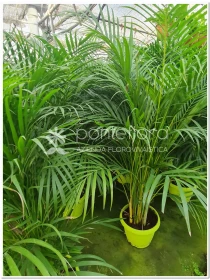 Dypsis lutescens