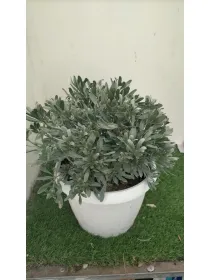 Convolvolus cneorum 25 V. 25 cm - Riviera Quality Società Agricola Cooperativa