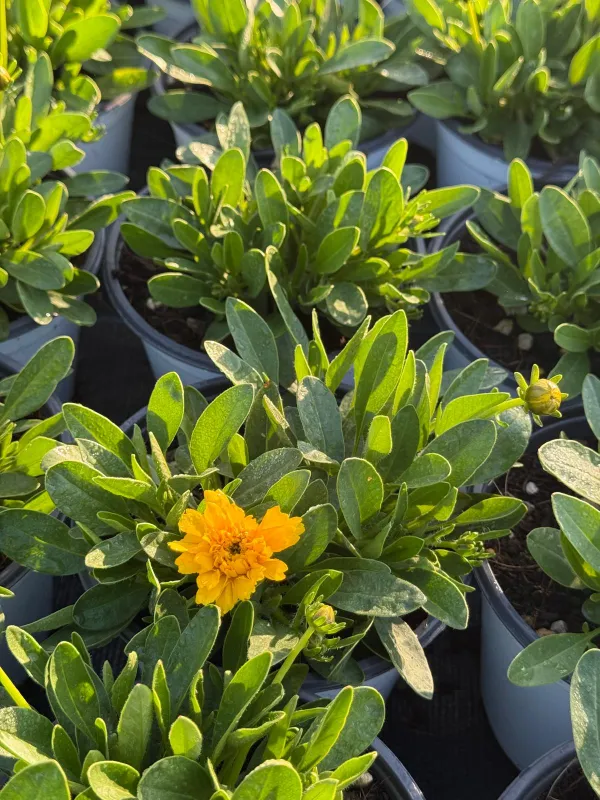 Coreopsis 14 V. 14 cm - Riviera Quality Società Agricola Cooperativa