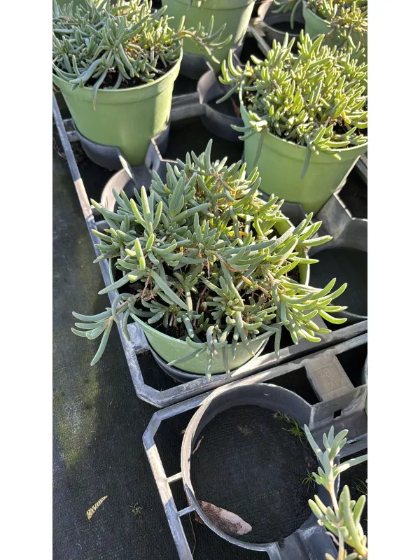 Delosperma cooperi 14 V. 14 cm - Riviera Quality Società Agricola Cooperativa