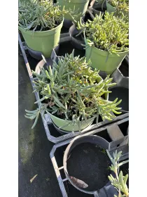 Delosperma cooperi 14 V. 14 cm - Riviera Quality Società Agricola Cooperativa