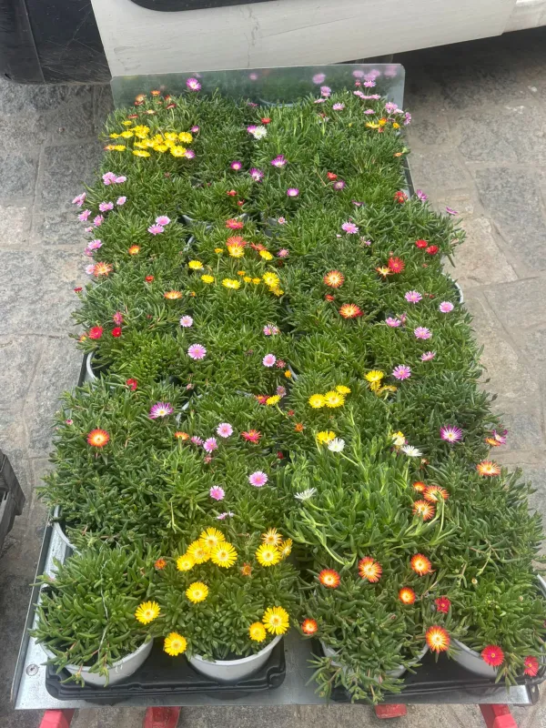 Delosperma desert 14 V. 14 cm - Riviera Quality Società Agricola Cooperativa