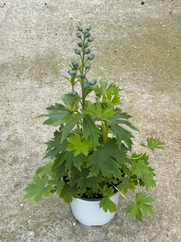 Delphinium elatum 18 V. 18 cm - Riviera Quality Società Agricola Cooperativa