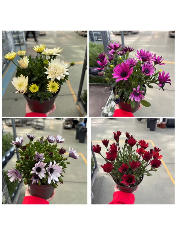 Dimorphoteca 14 V. 14 cm - Riviera Quality Società Agricola Cooperativa