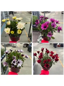 Dimorphoteca 14 V. 14 cm - Riviera Quality Società Agricola Cooperativa