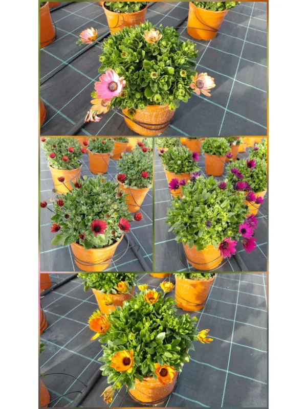 Dimorphoteca 18 V. 18 cm - Riviera Quality Società Agricola Cooperativa