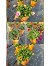 Dimorphoteca 18 V. 18 cm - Riviera Quality Società Agricola Cooperativa