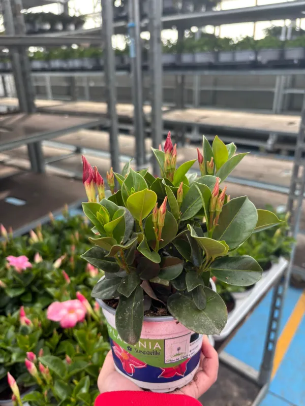 Dipladenia sundeville 10 V. 10 cm - Riviera Quality Società Agricola Cooperativa