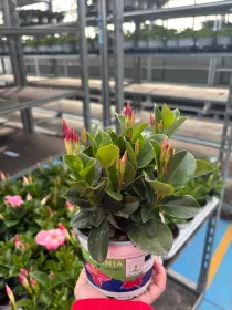 Dipladenia sundeville 10 V. 10 cm - Riviera Quality Società Agricola Cooperativa