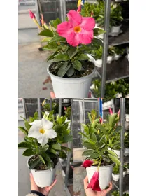 Dipladenia sundeville 14 V. 14 cm - Riviera Quality Società Agricola Cooperativa