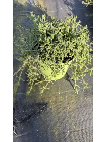 Drosantemo14 V. 14 cm - Riviera Quality Società Agricola Cooperativa