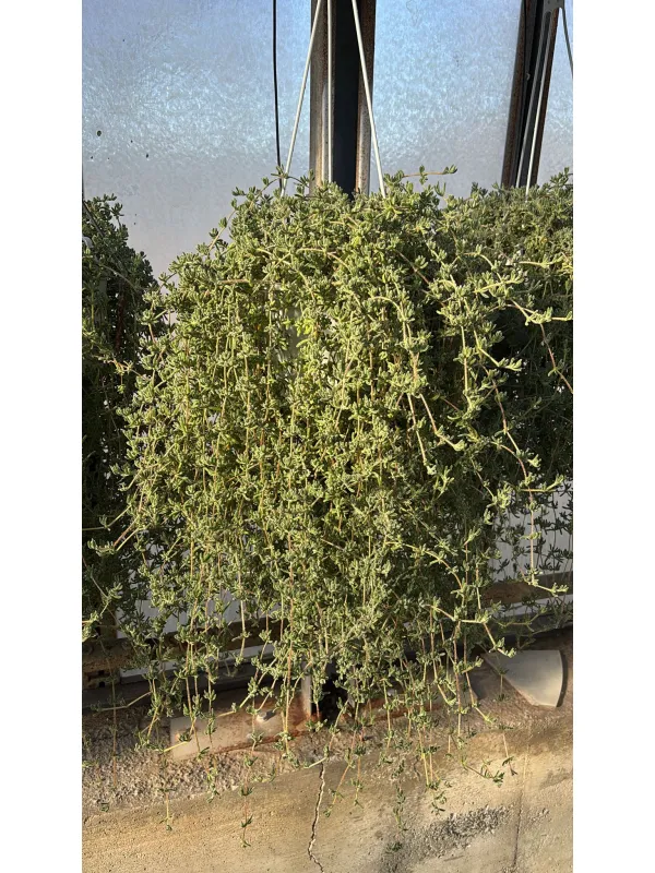 Drosantemum bsk 16 V. 16 cm - Riviera Quality Società Agricola Cooperativa