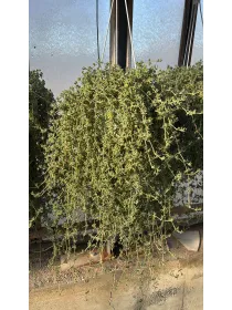 Drosantemum bsk 16 V. 16 cm - Riviera Quality Società Agricola Cooperativa