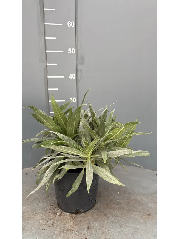 Echium fastuosum 16 V. 16 cm - Riviera Quality Società Agricola Cooperativa